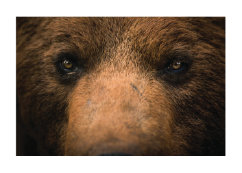 Brown Bear Close-UpMEDIUMPhotographyBIOI’m a fine art nature photographer from the UK, with prints in homes across Colorado. I’m drawn to wild places and I aim to share the beauty, brilliance, and fragility of the natural world.HOMETOWNFlitwick, UKI Venture Out Because… Nature draws me in.WEBSITE & SOCIAL	Website: www.georgewheelhouse.com	Instagram: @WheelhousePhoto► View all 2021 Art Trail artists