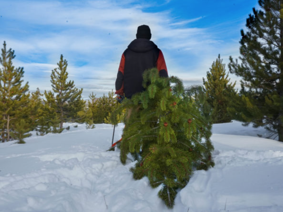 Christmas Tree Permits | Winter Park Colorado