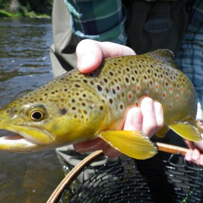 1746-WP_Flyfisher_Beautiful_Brown.jpeg