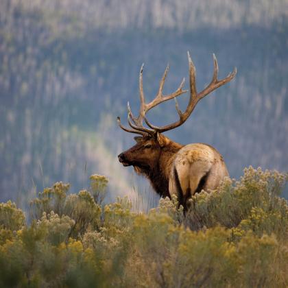 Bull Elk RMNP