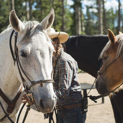 Winter Park Horseback Rides