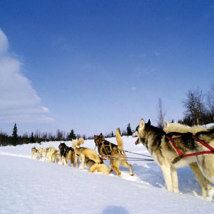 dogsledding_PD_LR.jpg