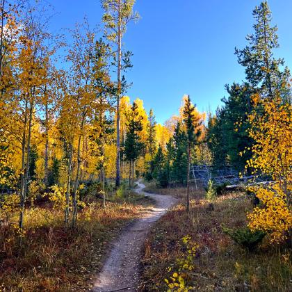 Fall Hiking Trail with Golden Aspens