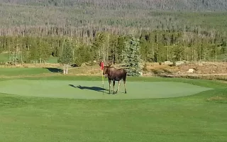 1568-GrandLakeGolfMoose.jpg