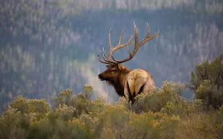 Bull Elk RMNP