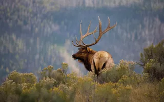 Elk in Winter Park, Colorado