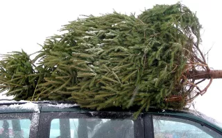 Christmas Tree Cutting Permits