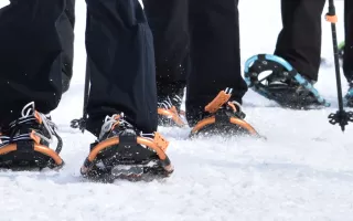 Snowshoe Group