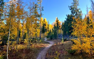 Fall Hiking Trail with Golden Aspens