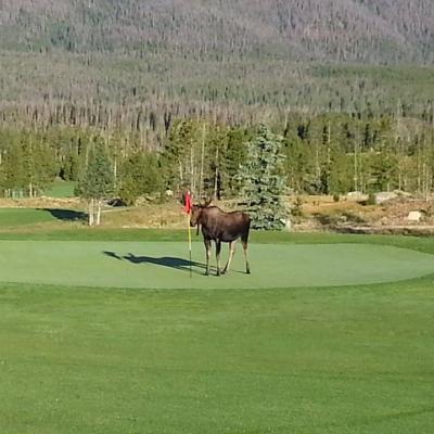 1568-GrandLakeGolfMoose.jpg