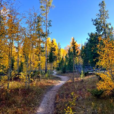 Fall Hiking Trail with Golden Aspens