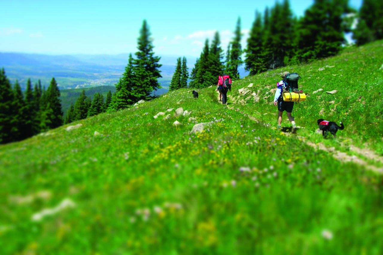 Pet-Friendly Hiking & Backpacking Trails Pet-Friendly Hiking and Backpacking Trails in Winter Park, Colorado