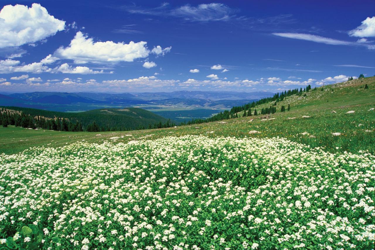 Fraser Valley Meadow Fraser Valley Meadow with wildflowers near Winter Park, Colorado