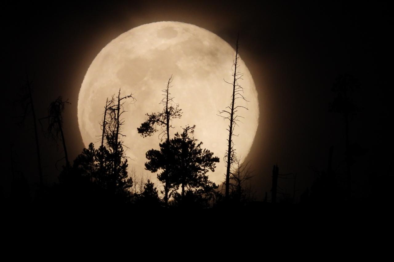 Full Moon With Trees