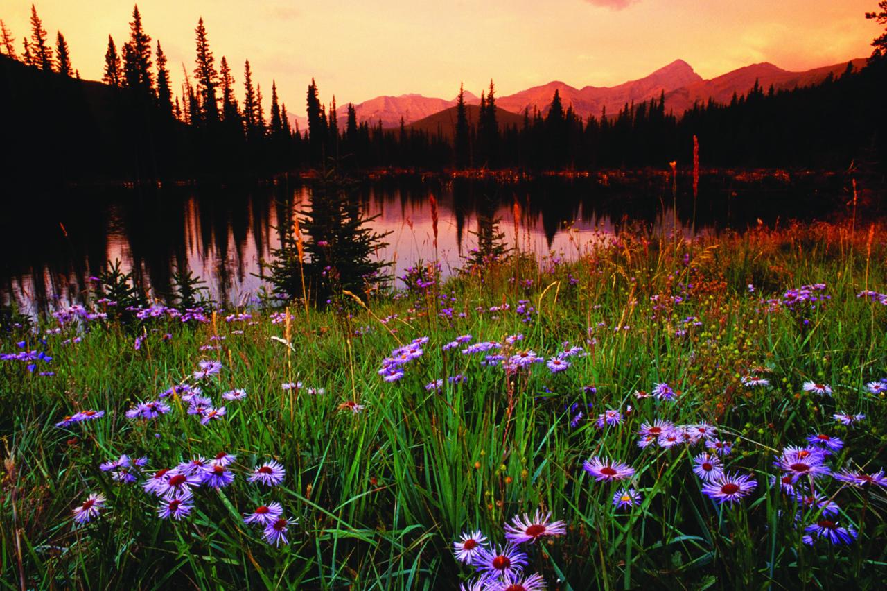 Mountain Lake & Meadow Mountain Lake & Meadow in Winter Park, Colorado