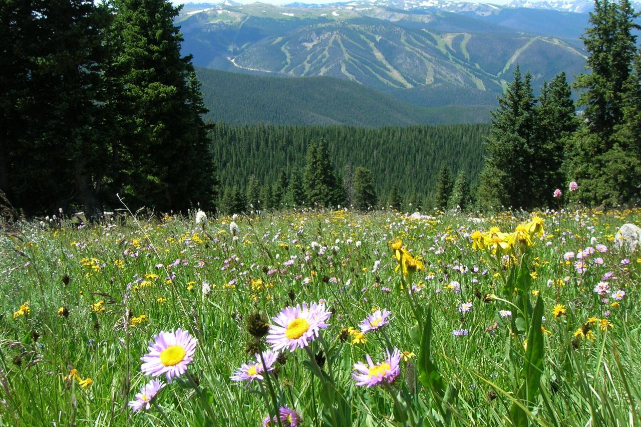 Wildflower meadow in Winter Park, Colorado Wildflower meadow in Winter Park, Colorado