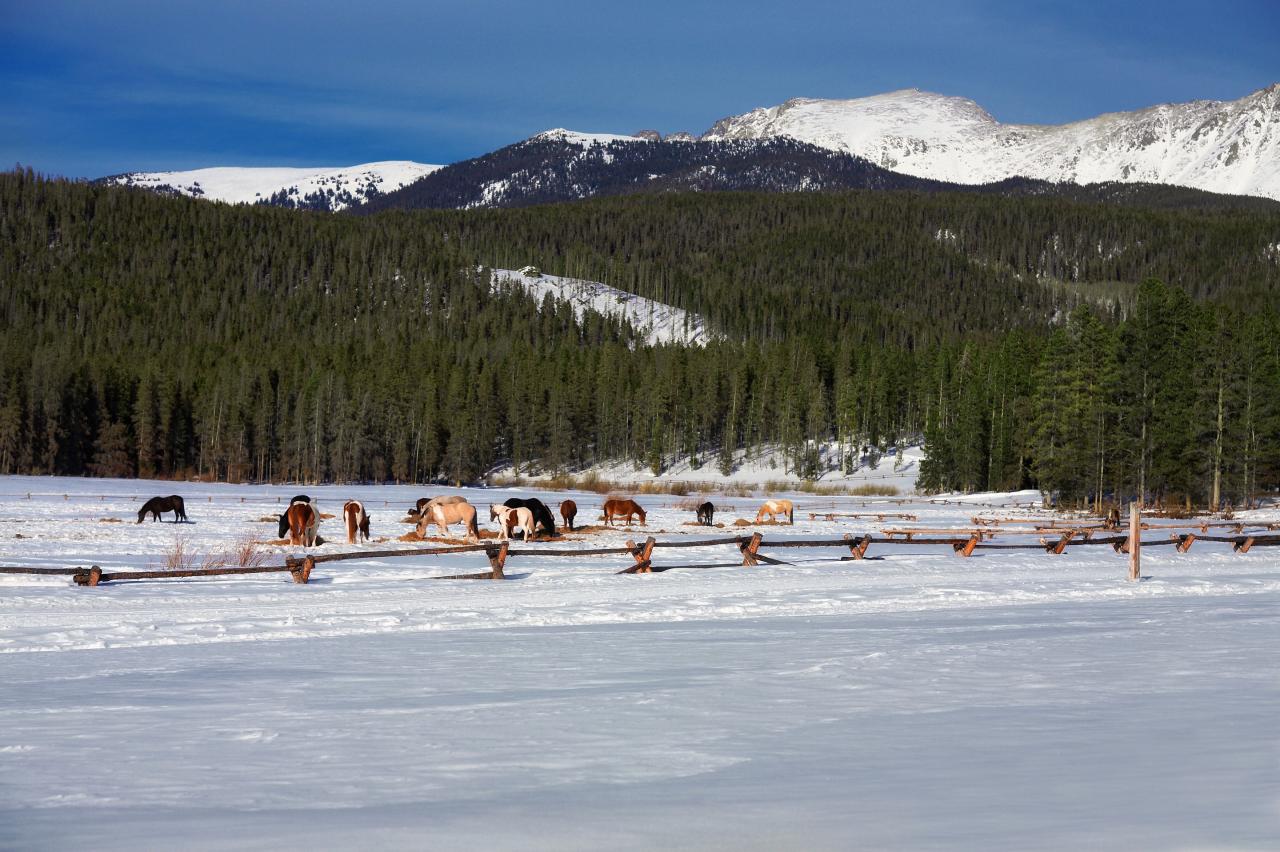 Snow covered meadow in Winter Park, Colorado Horses in a snow covered meadow in Winter Park, Colorado