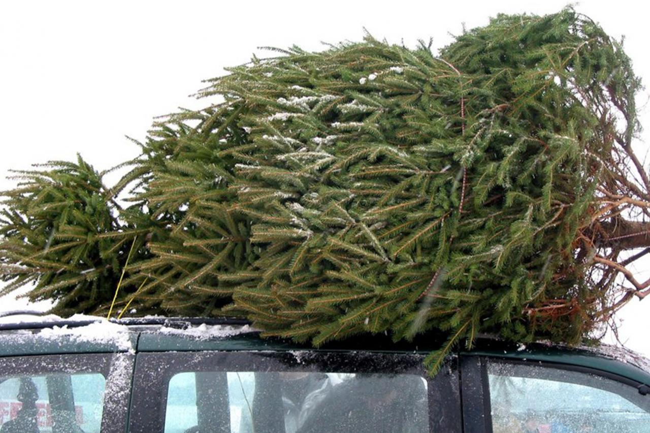 Christmas Tree Cutting Permits