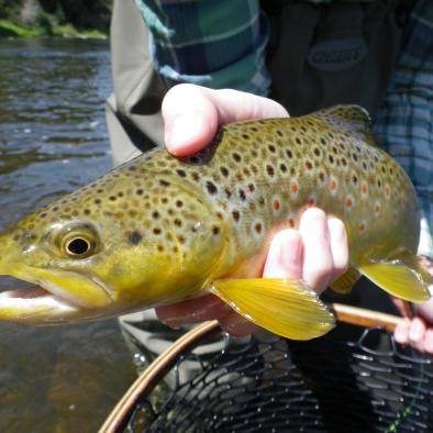1746-WP_Flyfisher_Beautiful_Brown.jpeg 1746-WP_Flyfisher_Beautiful_Brown.jpeg