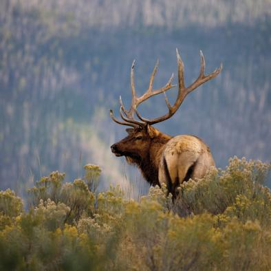 Bull_Elk_RMNP.jpeg Bull_Elk_RMNP.jpeg