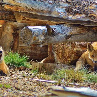 Fox Kits (Drew Slade).jpeg