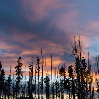 Trees_Sunsets.jpg