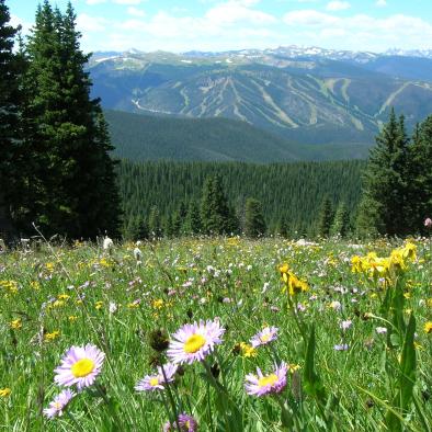 Wildflowers.jpeg Wildflowers.jpeg