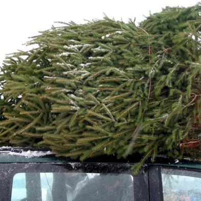christmas tree permit.jpg christmas tree permit.jpg