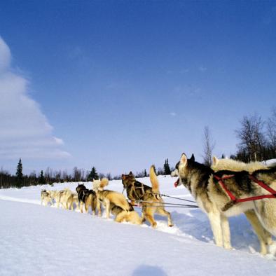 dogsledding_PD_LR.jpg dogsledding_PD_LR.jpg