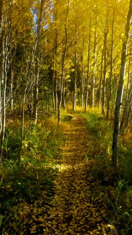 2711-fall-leaves.jpg