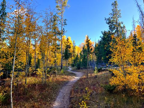 Fall Hiking Trail with Golden Aspens