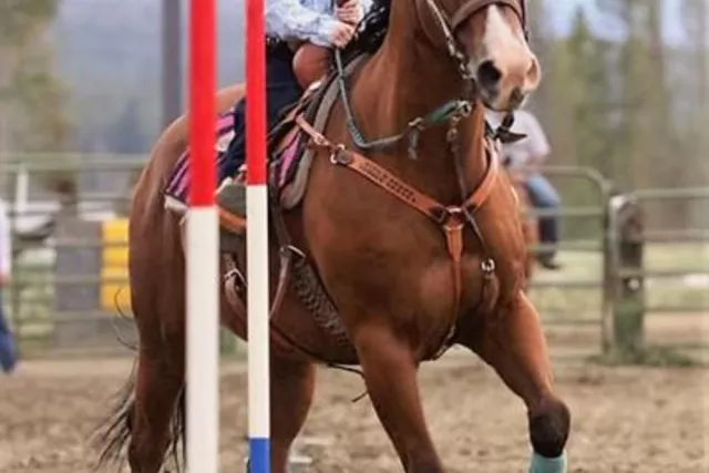 High Country Stampede Rodeo Photo 4