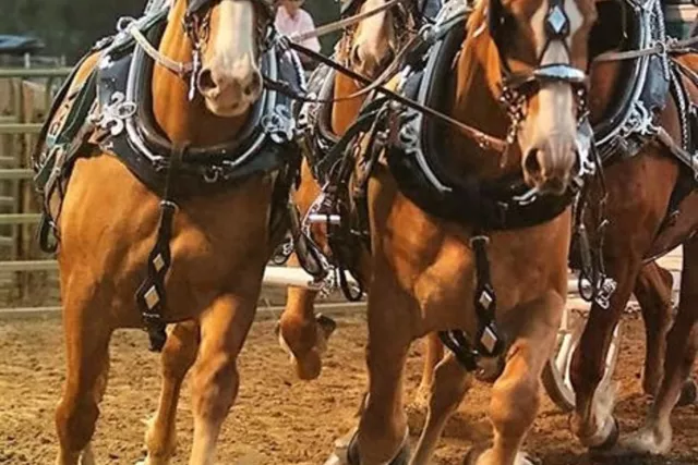 High Country Stampede Rodeo Photo 7