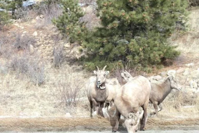 Monica D. Anderson, Broker, Keller Williams Top of the Rockies Photo 11