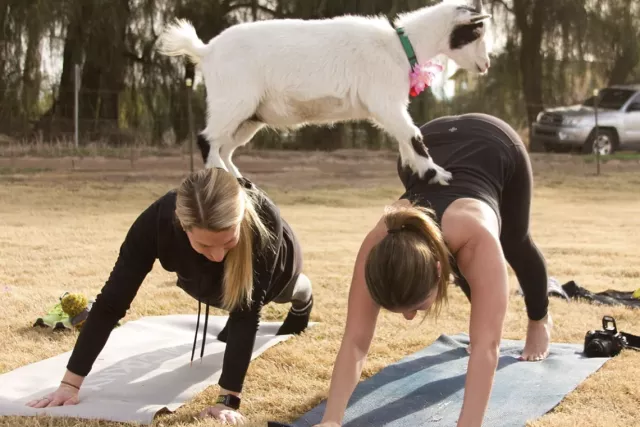 Goat yoga Advocates Photo 4