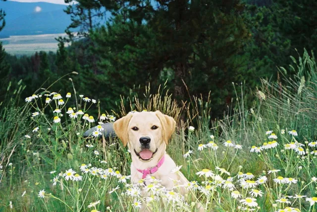 We are a pet friendly hotel with dedicated pet rooms Photo 5