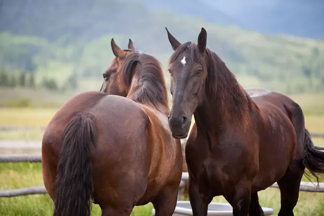 Cabin Creek Stables Horses  Photo 2