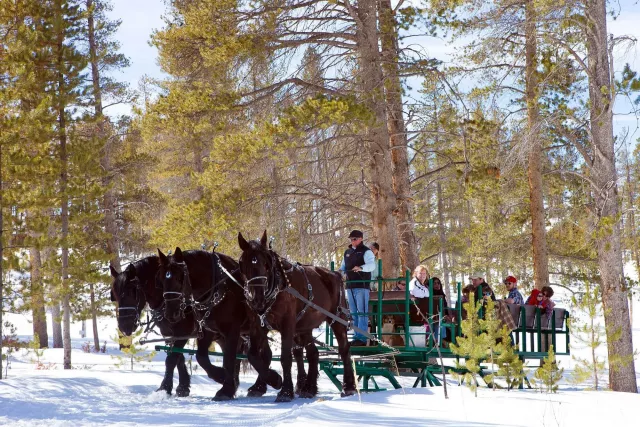 Winter Horse-Drawn Sleigh Rides Colorado Photo 6