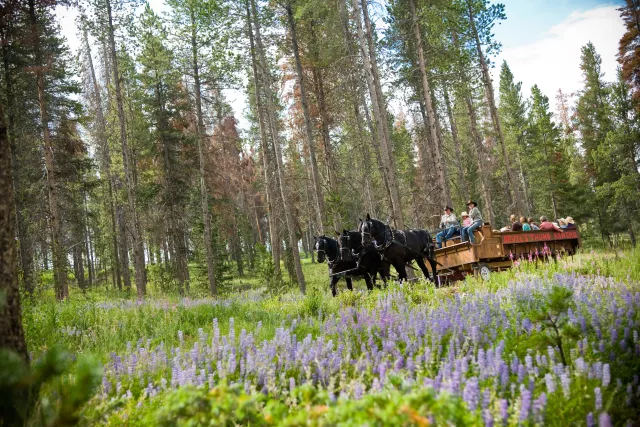 Devil's Thumb Ranch Resort & Spa Wagon Rides Photo 9