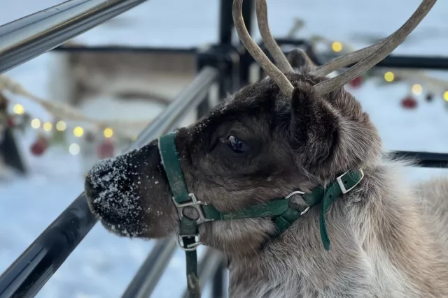 Reindeer in the Village Photo