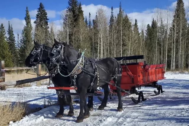 Sleigh rides in the rockies Photo 5