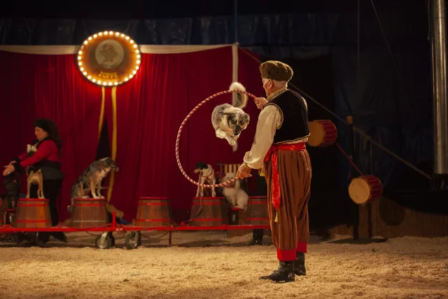 Zoppe Circus Dog Show Photo 4