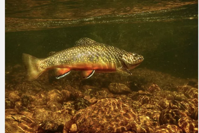 Trout Unlimited Photo