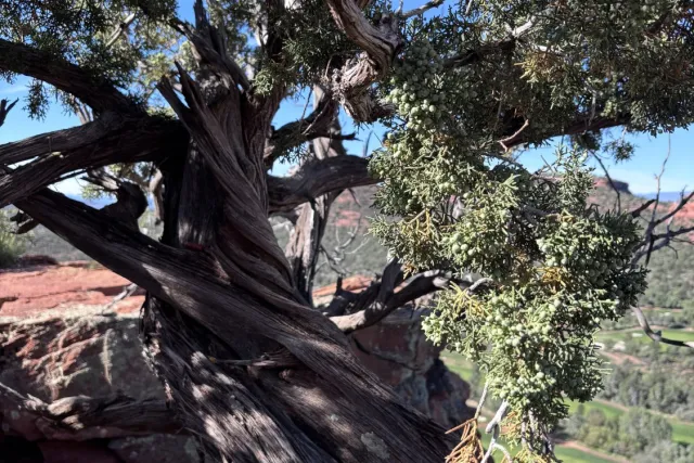 Higher States of Consciousness Retreat - Winter Park Photo 4