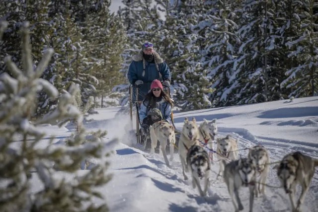 Redemption Dog Sled Tours Photo 3