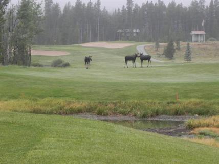 Moose on the golf course