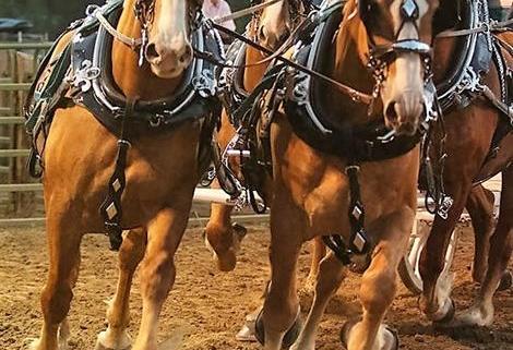 high-country-stampede-rodeo-282-951.jpg