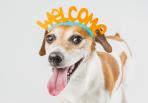 SWP Pet Friendly properties