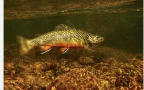 Trout Unlimited Photo