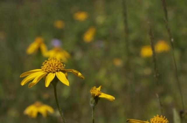 Yellow wildflower in a field